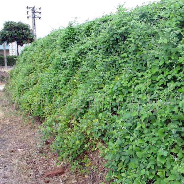 1 功能性   藤本植物根系发达,生长速度快,植物扩张性强;适应土壤范围